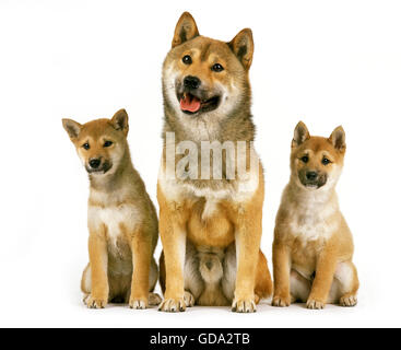 Shiba Inu Hund, Erwachsene mit Welpen sitzen vor weißem Hintergrund Stockfoto