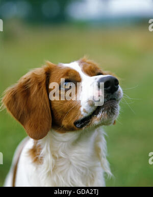 Brittany Spaniel, Porträt von Erwachsenen Stockfoto