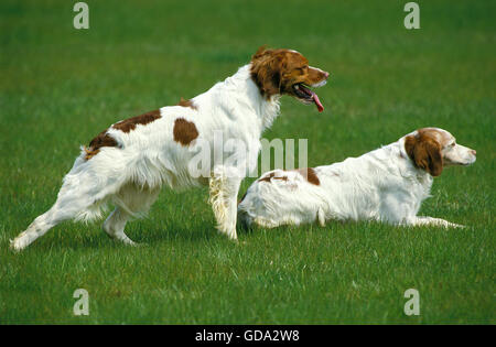 Brittany Spaniel, Hund zeigen Stockfoto