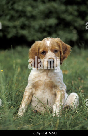 Brittany Spaniel Hund, Welpe auf dem Rasen sitzen Stockfoto