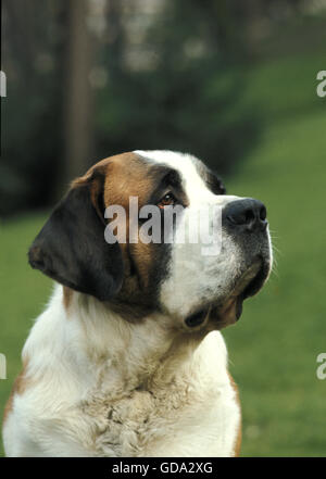 Saint Bernard Dog, Porträt von Erwachsenen Stockfoto