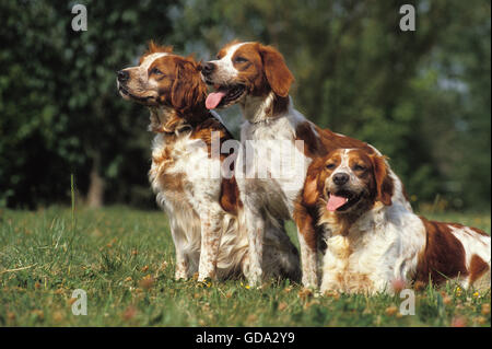 Brittany Spaniel, Hund auf Rasen Stockfoto