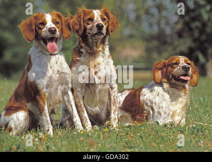 Britany Spaniel, Hund auf Wiese Stockfoto