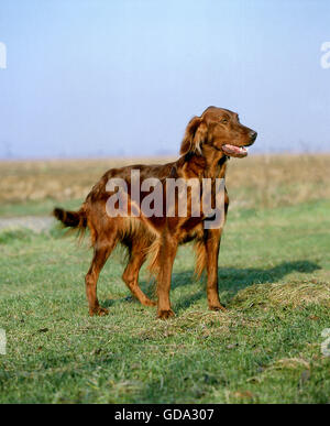 Irish Red Setter oder Red Setter Hund Stockfoto