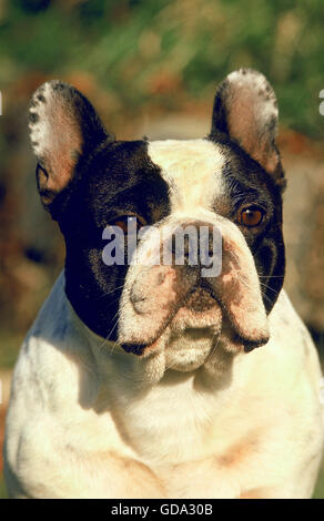 FRANZÖSISCHE BULLDOGGE, PORTRÄT VON ERWACHSENEN Stockfoto