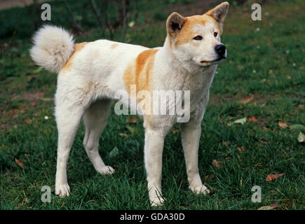 AKITA INU HUND, ERWACHSENE AUF GRASLAND Stockfoto