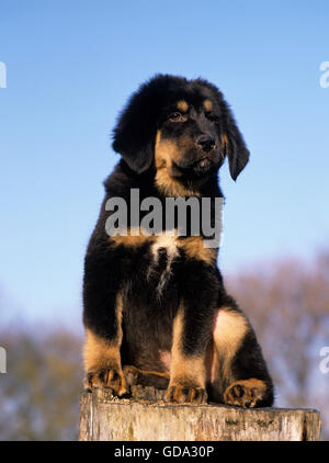 Tibet-Dogge Hund, Welpe auf Baumstumpf Stockfoto