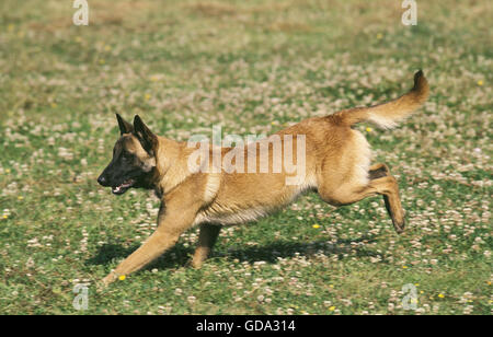 Malinois oder belgischen Schäferhund, Erwachsenen laufen durch die Wiese Stockfoto