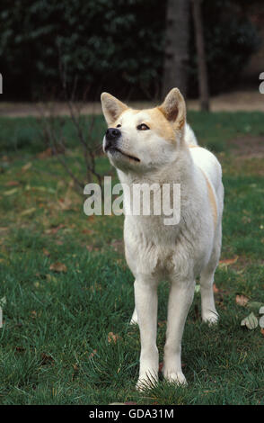 AKITA INU HUND, ERWACHSENEN NACHSCHLAGEN Stockfoto