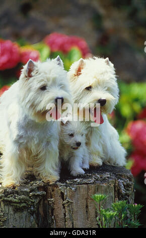 West Highland White Terrier oder Westy, Mutter mit Welpe Stockfoto