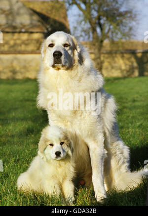 Pyrenäenberghund Hund oder Pyrenäen-Berghund, männlich mit Welpe auf dem Rasen sitzen Stockfoto