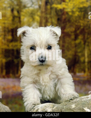 West Highland White Terrier, Welpe auf Felsen Stockfoto