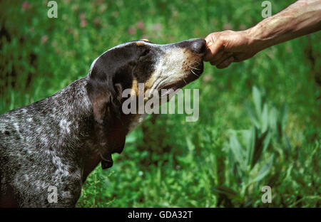 GRAND BLEU DE GASCOGNE HUND, FOTO ILLUSTRIERT STRAFE Stockfoto