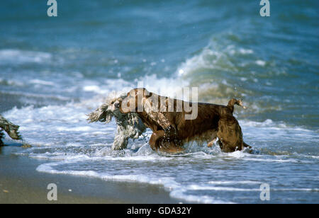 Englischer Cocker Spaniel mit Pudel, Erwachsene spielen am Strand Stockfoto