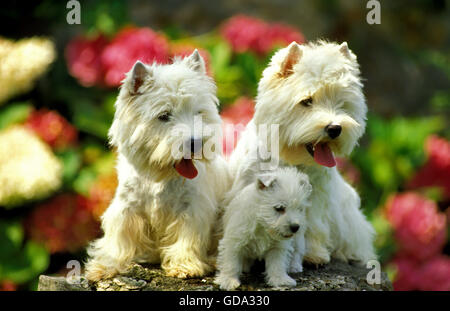 WEST HIGHLAND WHITE TERRIER, ERWACHSENE MIT WELPEN SITZEN IN DER NÄHE VON BLUMEN Stockfoto