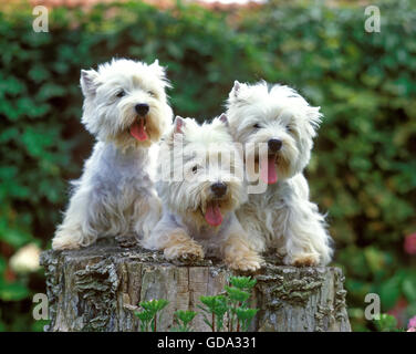 West Highland White Terrier, Erwachsene auf Baumstumpf Stockfoto