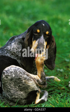 Großer blauer Gascogne Hound, Erwachsenen Hund leckt Pfote Stockfoto