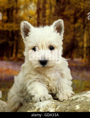West Highland White Terrier oder Westy, pup Stockfoto