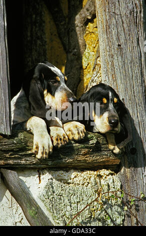 Großer blauer Gascogne Hound, Erwachsene am Fenster Stockfoto