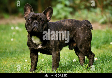 Französische Bulldogge, männlich auf Rasen Stockfoto