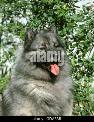 Wolf Spitz, Porträt von Erwachsenen mit Zunge heraus Stockfoto