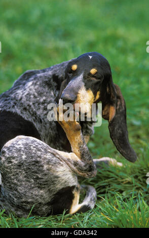 Großer blauer Gascogne-Hund, Hund leckt seine Pfote Stockfoto