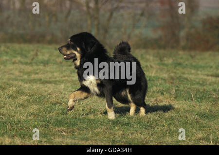 Tibet-Dogge Hund auf Rasen Stockfoto