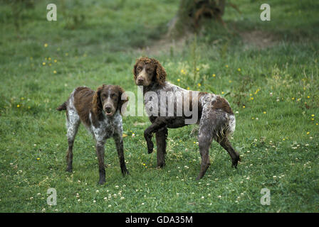 Pont-Audemer Spaniel Hund, eine französische Rasse Stockfoto