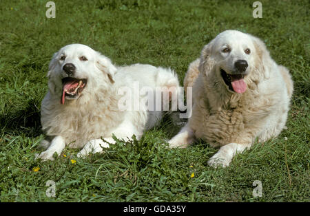 Pyrenäenberghund Hund oder Pyrenäenberghund, Erwachsene Verlegung auf Rasen Stockfoto