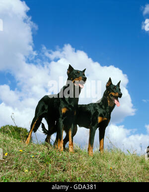 Beauceron-Hund oder Beauce Schäferhund (alte Standard mit abgeschnittenen Ohren) Stockfoto