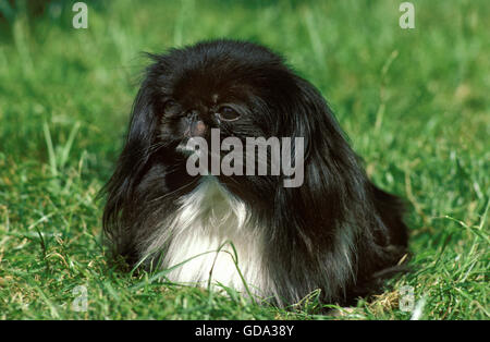 Pekinese Hund Verlegung auf Rasen Stockfoto