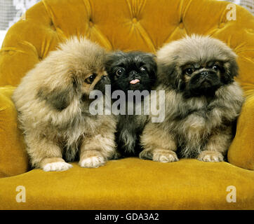 Pekinese Hund, Welpen Stockfoto