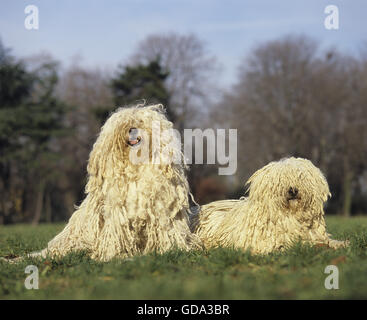 Ungarischer Puli Hund, Erwachsene auf Rasen Stockfoto