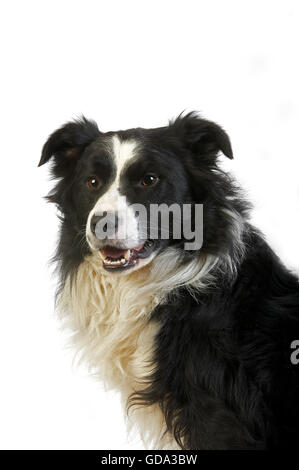 Border-Collie Hund, Männlich vor weißem Hintergrund Stockfoto