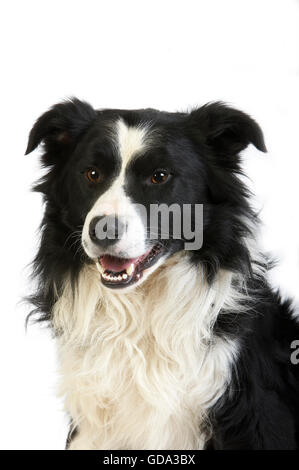 Border-Collie Hund, Männlich vor weißem Hintergrund Stockfoto