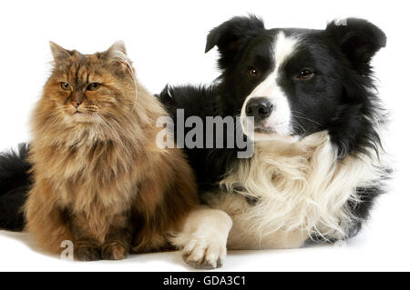 Border Collie Rüde mit Schildpatt persische Frau, Hund und Katze-Verlegung vor weißem Hintergrund Stockfoto