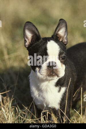 Boston Terrier Hund, Erwachsenen lange Gras Stockfoto