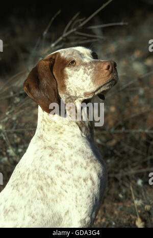 Bourdonnais Pointer Hund, Portrait Stockfoto