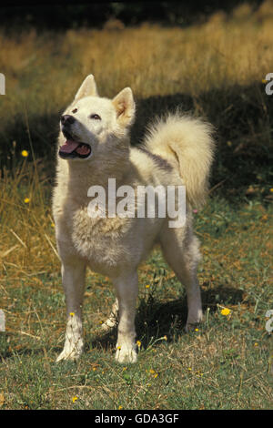 Grönlandhund auf Rasen Stockfoto