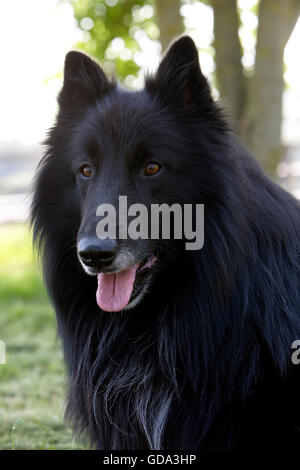 Groenendael Belgischer Schäferhund Stockfoto