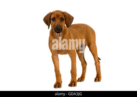Rhodesian Ridgeback, 3 Monate alte Welpe vor weißem Hintergrund Stockfoto