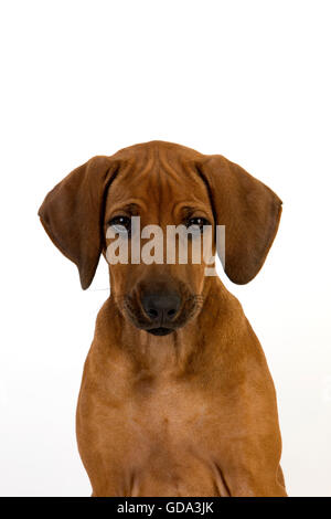 Rhodesian Ridgeback, 3 Monate alte Welpe vor weißem Hintergrund Stockfoto