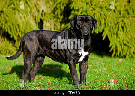 CANE CORSO, EINE HUNDERASSE AUS ITALIEN Stockfoto