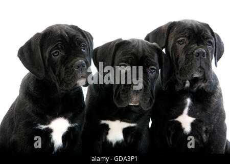 Cane Corso, Hunderasse aus Italien, Pup auf weißen Hintergrund Stockfoto