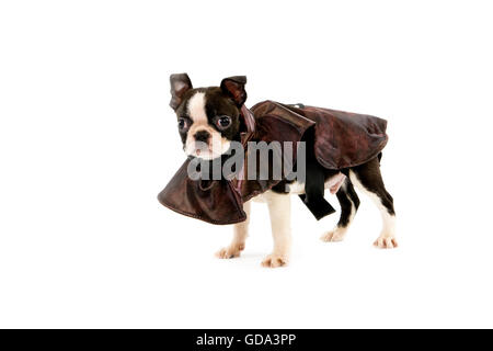 Boston Terrier Hund vor weißem Hintergrund, Pup mit Mantel Stockfoto