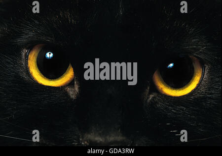 Bombay Hauskatze, close-up Augen w Stockfoto