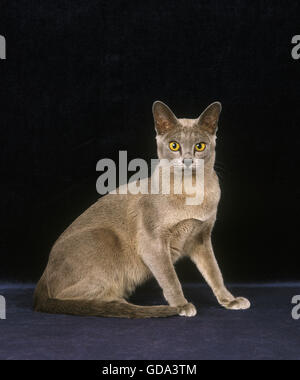 Burmesische Hauskatze, Erwachsenen sitzen vor schwarzen Hintergrund blau Stockfoto