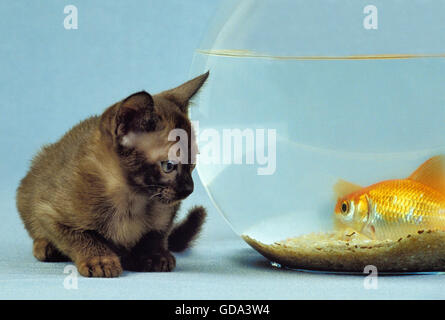 Zibeline burmesischen Hauskatze Kitten mit Goldfische im Aquarium Stockfoto