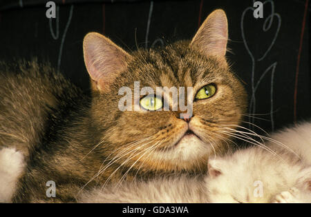 Exotisch Kurzhaar-Hauskatze, weiblich mit Kätzchen schlafen Stockfoto