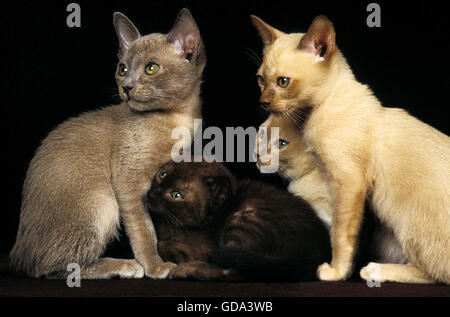 Schokolade Zibeline und Flieder birmanischen Hauskatze, Kätzchen auf schwarzem Hintergrund Stockfoto